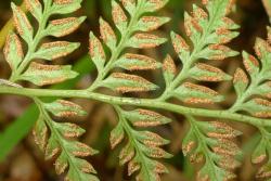 Paesia scaberula. Mature marginal sori protected by reflexed membranous lamina margins.
 Image: L.R. Perrie © Te Papa 2015 CC BY-NC 3.0 NZ